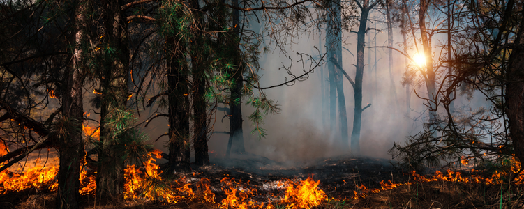 wildfire in forest burning trees