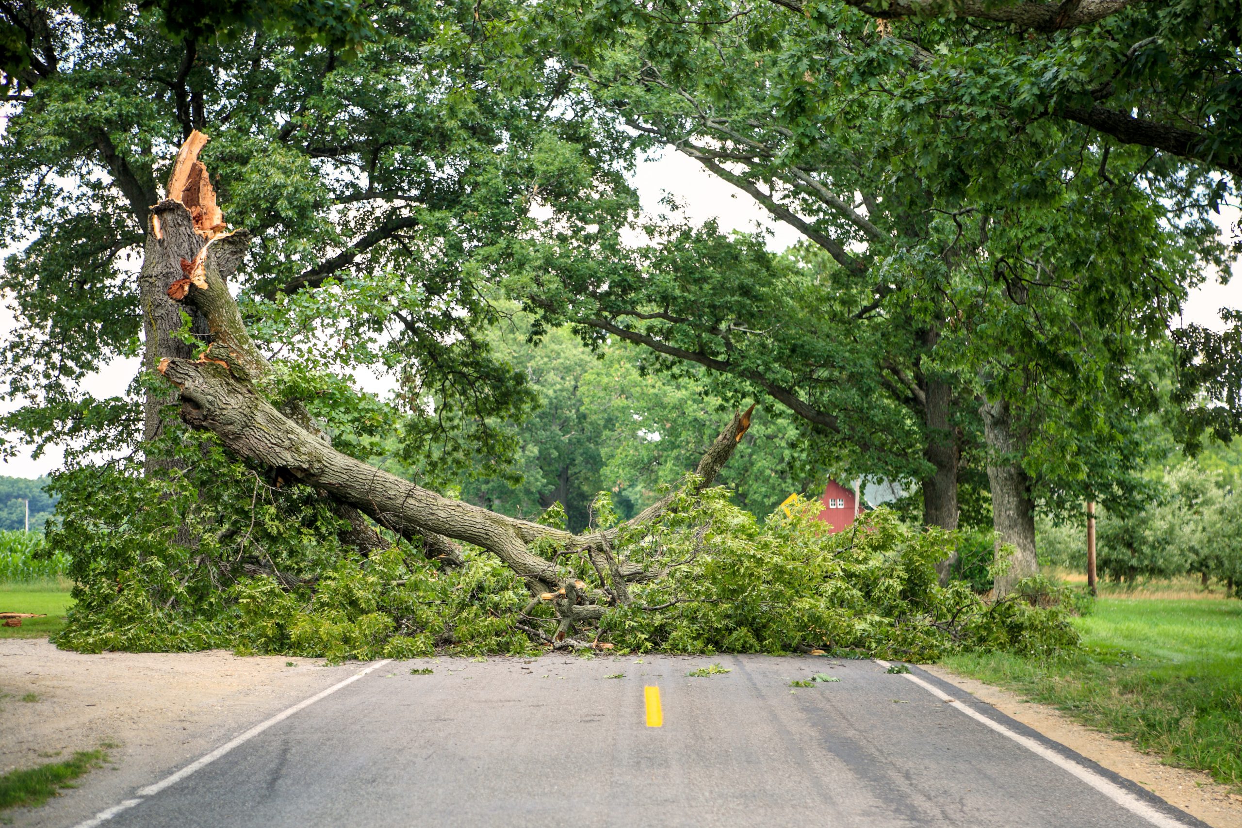 Fallen tree blocking road
