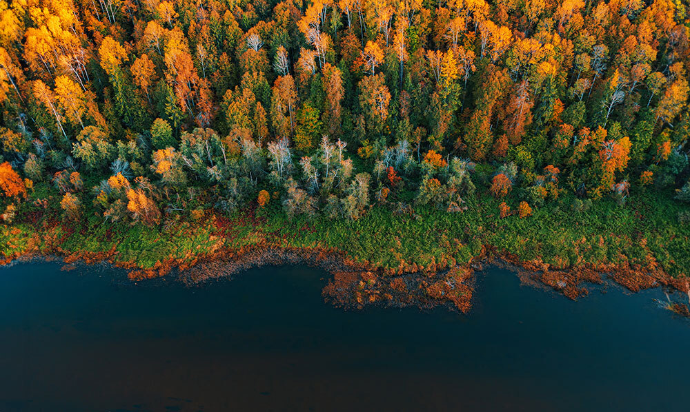 A drone photo of fall trees by water