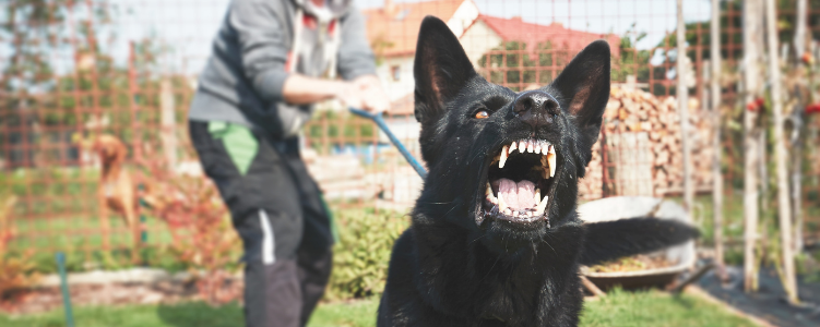 Attack dog pulling off a leash