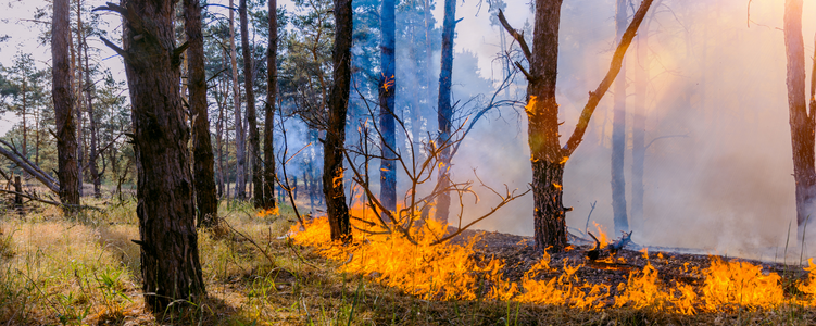 wildfire burning trees