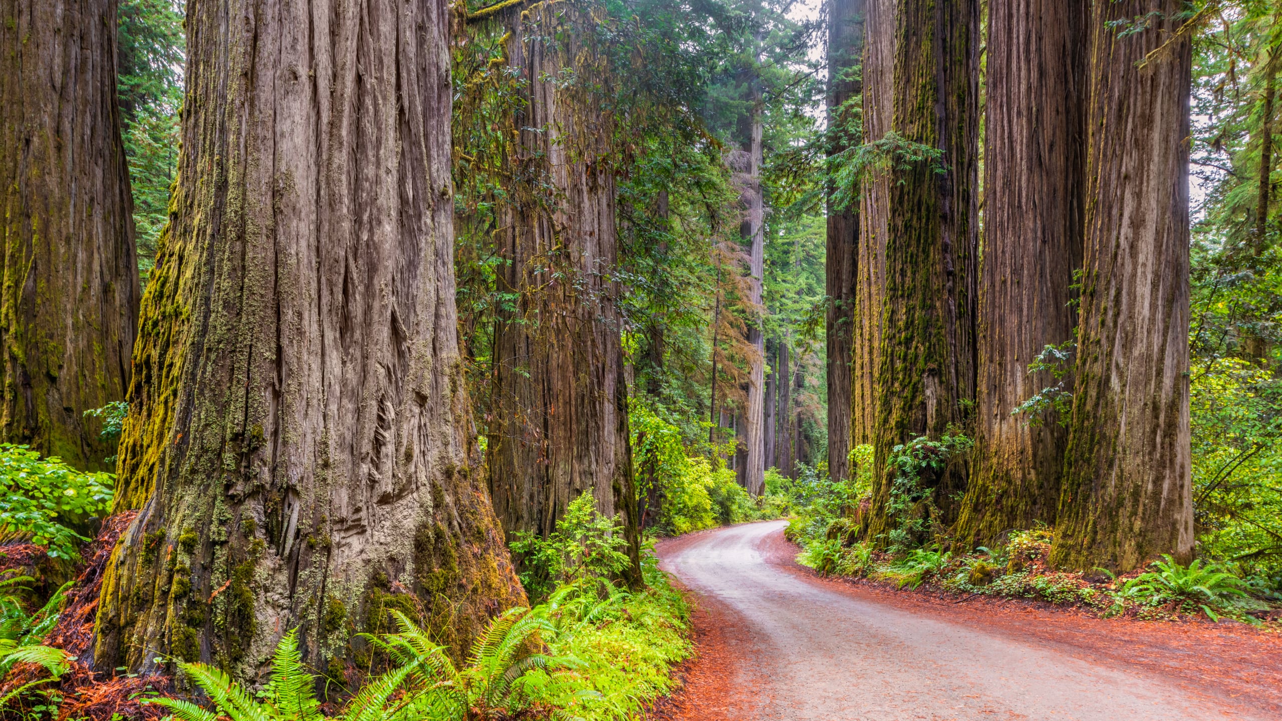 Redwood Tree Falls on Car, Kills Parents of 5 Children in Northern California